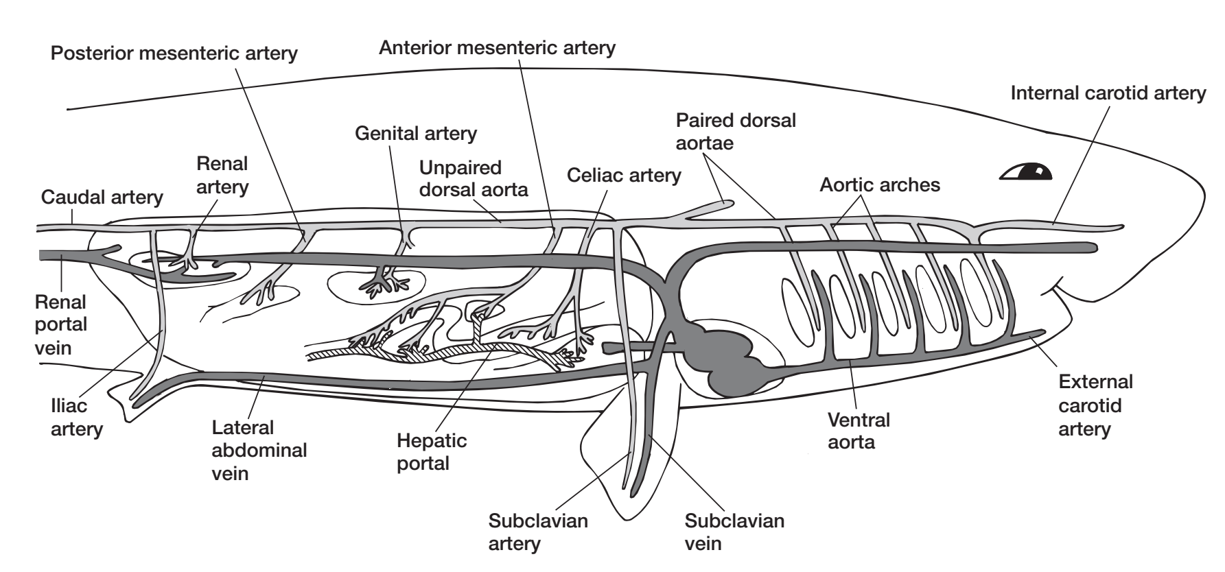 Внутреннее строение хрящевых. Строение кровеносной системы акулы. Схема кровеносной системы акулы. Схема венозной системы акулы. Кровеносная система хрящевых рыб.