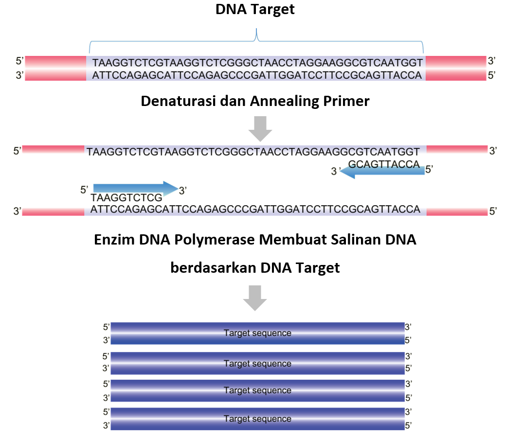 Polymerase Chain Reaction (Amplifikasi DNA) – INOVASI BIOLOGI