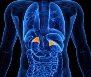 Kelenjar Adrenal- Struktur, Hormon, Fungsi, Gangguan