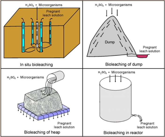 Type of Bioleaching