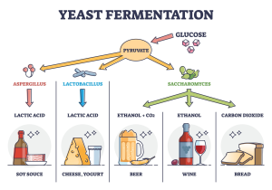 Fermentasi Alkohol: Cara Mikroorganisme Menghasilkan Energi, Rasa, dan Alkohol